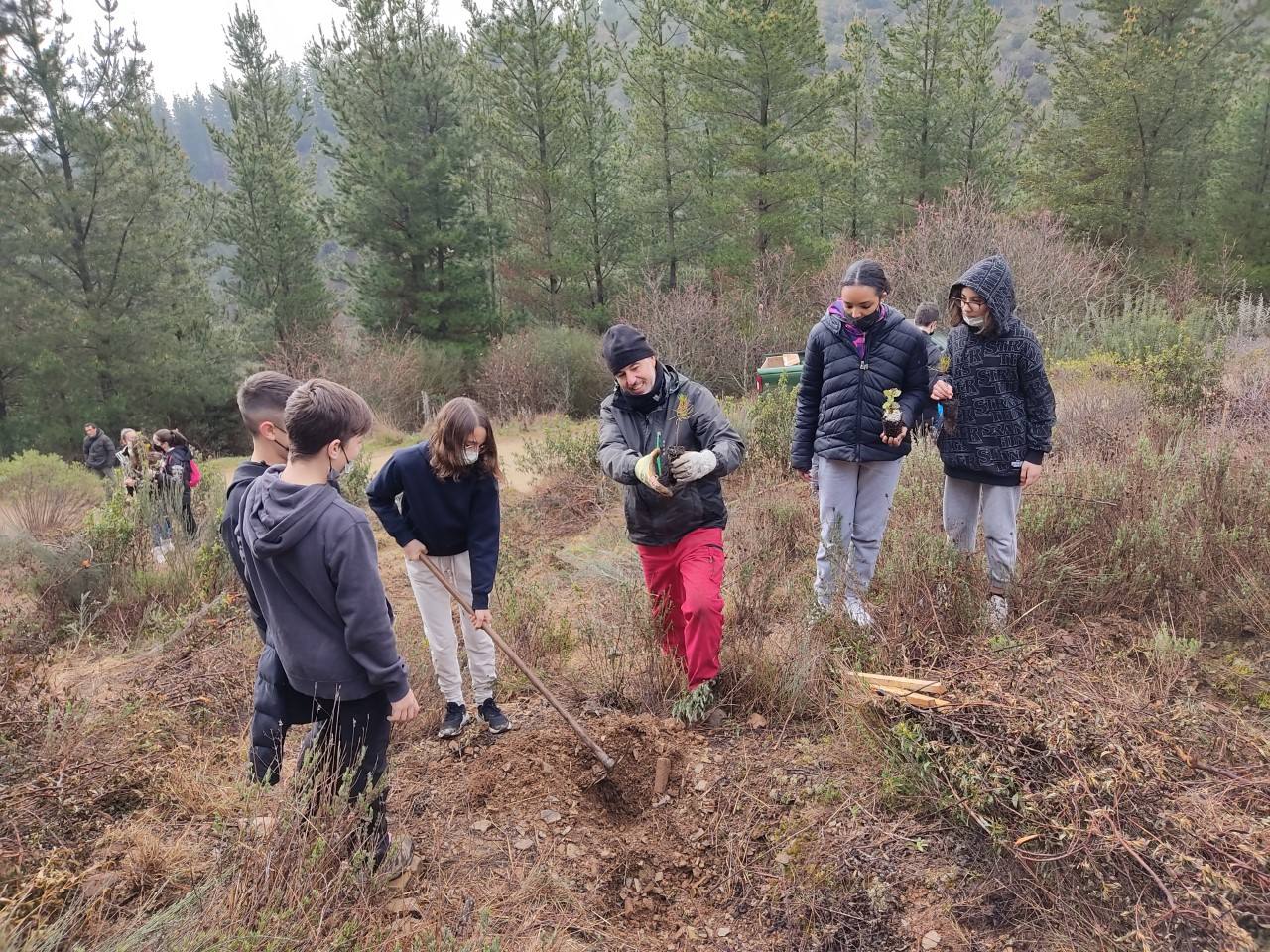 Plantación de 300 árboles en el monte Pajariel de Ponferrada