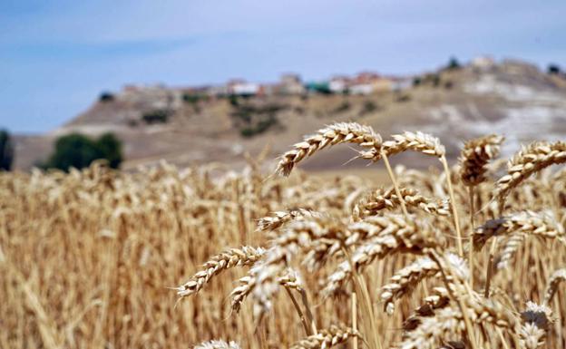 León decide cotizar todos los cereales, que pasan de 300 euros en todas las categorías