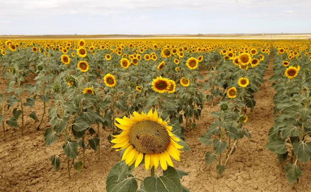 UCCL reclama la sustitución del barbecho por el girasol en la PAC para «garantizar la soberanía alimentaria»