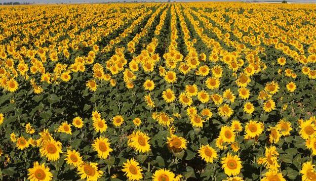 UCCL reclama la sustitución del barbecho por el girasol en la PAC para «garantizar la soberanía alimentaria»