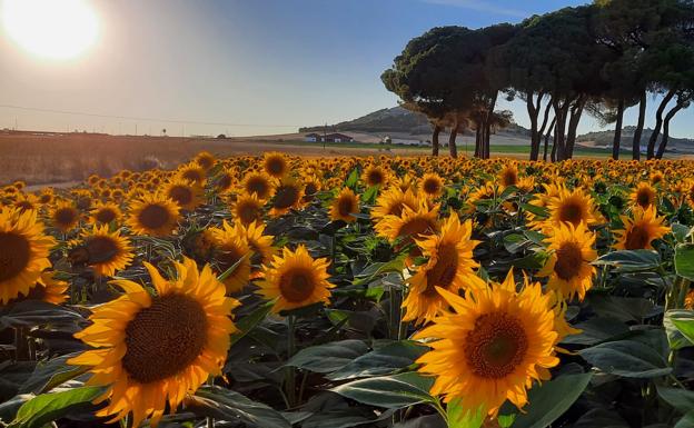 Los costes, la falta de agua y ahora Ucrania convierten al girasol en cultivo refugio