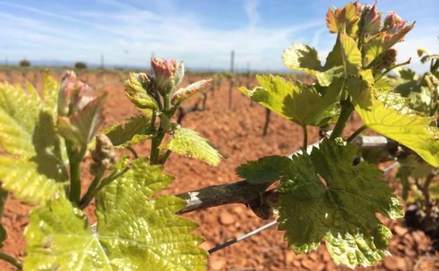 Ardón, tierra de vinos