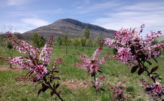 La primavera llega este domingo a las 16.33 horas