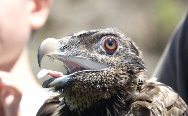 Castilla y León, Asturias, Aragón y Cantabria colaboran para reducir el riesgo de extinción del quebrantahuesos