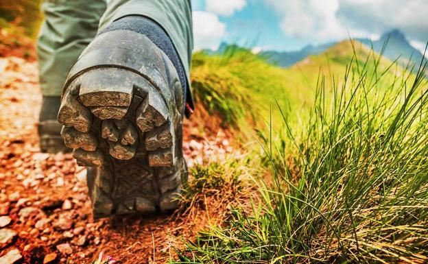 Correos celebra el Día del Árbol con una guía de las especies más destacadas del Camino de Santiago