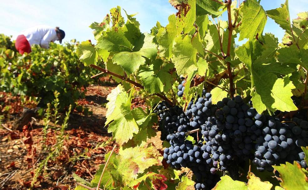 ¿Y si estuviera cambiando el color y el sabor de la uva?