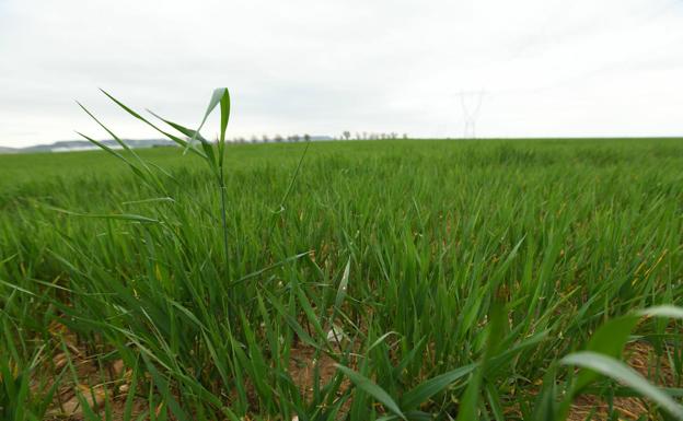 Las lluvias de marzo dan un respiro al campo y arreglan la sequía que arrastraba el cereal