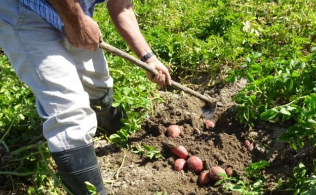 Asaja León niega que los agricultores y ganaderos paguen a sus trabajadores por debajo del SMI