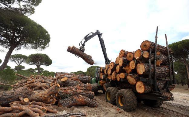 Las empresas de la madera facturan 1.000 millones al año y dan empleo a más de 10.000 personas en Castilla y León