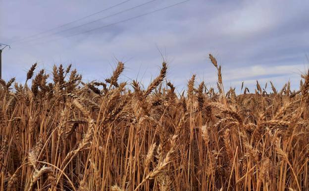 Las negociaciones entre Rusia y Ucrania hacen retroceder el precio del cereal en la lonja de León