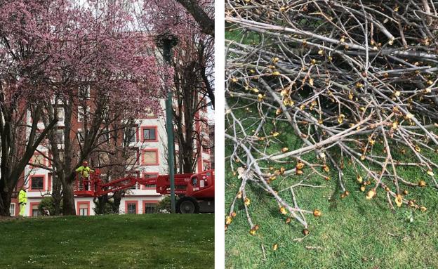 Ciudadanos denuncia la poda «indiscriminada» de castaños en flor en el Paseo de la Condesa