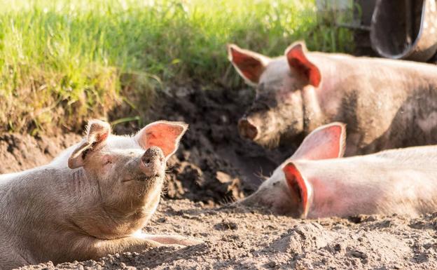 Castilla y León representa el 5% del total de las exportaciones de porcino blanco de España