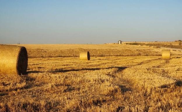 Así es la norma que permite utilizar las superficies de barbecho para pasto o cultivo en la campaña de 2022