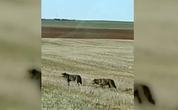 Una manada de lobos sorprende a un agricultor en el sur de la provincia