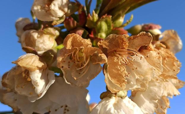 Las heladas afectan a los cerezos bercianos y ponen en riesgo la cosecha