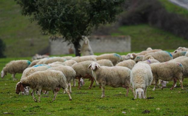 La Junta efectúa la liquidación a los ganaderos de vacas nodrizas, vacuno de leche y ovino-caprino de las ayudas directas de 2021