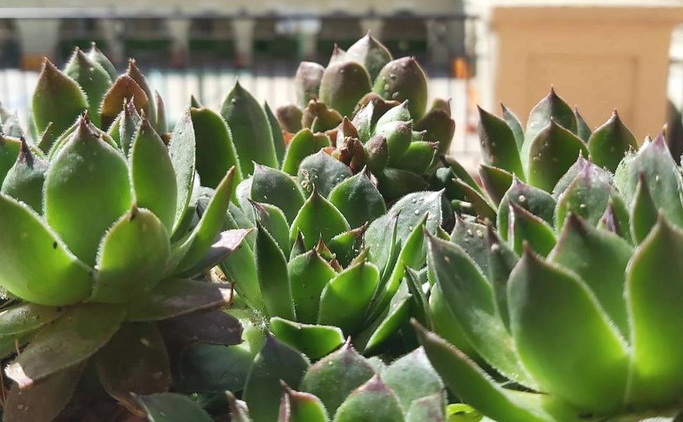 Los pasillos de Maristas florecen en primavera