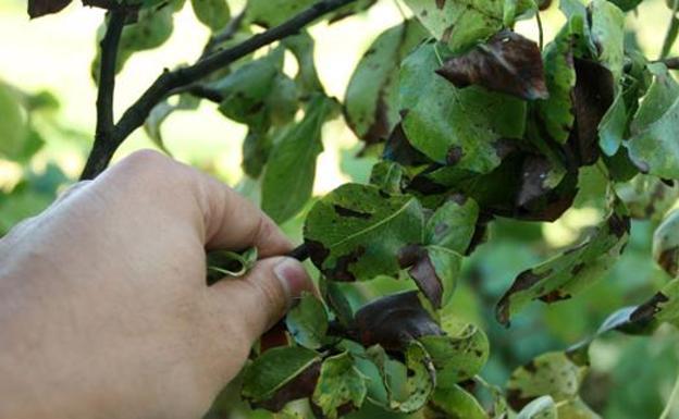 La Estación de Avisos alerta del riesgo de infección de fuego bacteriano en los frutales del Bierzo