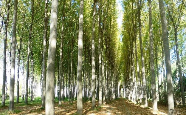 La CHD modifica el borrador del Plan Hidrológico para permitir la plantación de chopos en las riberas el próximo invierno