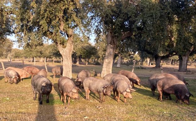 Aumenta un 4% la cría de cerdos en las montaneras de la región hasta alcanzar los 54.991