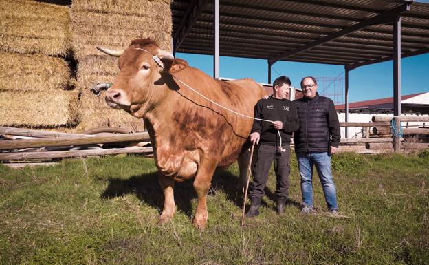 Titán: Una tonelada de buey leonés