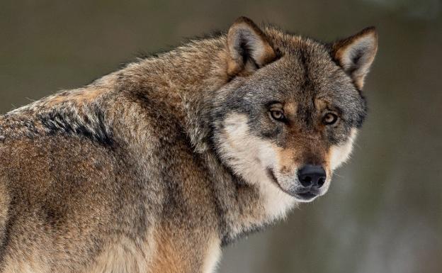 La protección del lobo obligará a pagar más por cada ataque al ganado