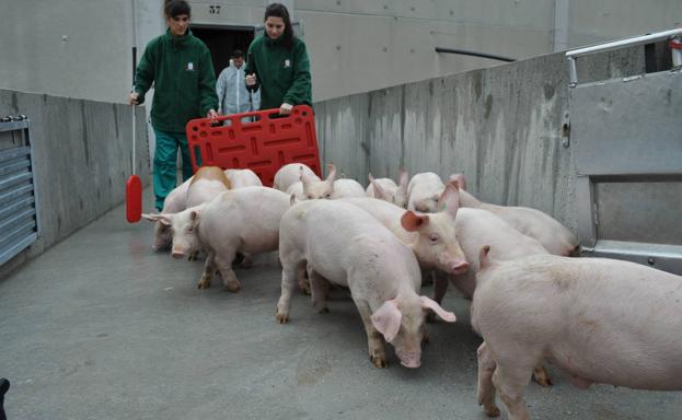 Los productores vallisoletanos defienden las instalaciones de porcino en cualquier localidad