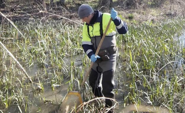 La CHD aumenta un 21,7% los muestreos biológicos previstos hasta los 470 que se realizarán esta campaña