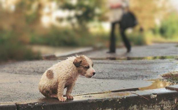 Patronal y sindicatos exigen responsabilidad en cuanto al manejo de los animales procedentes de Ucrania