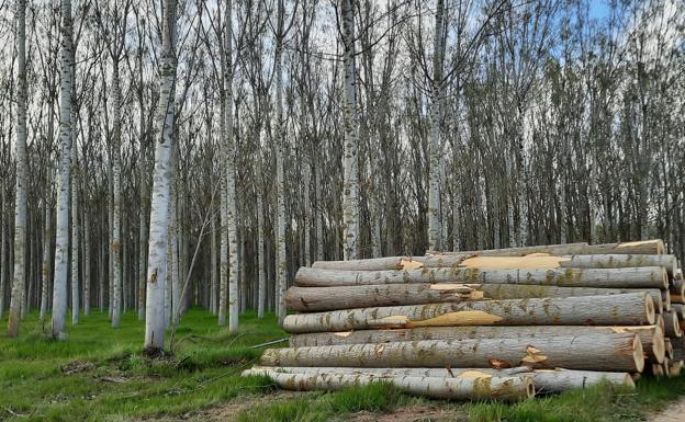 El cambio de criterio en la plantación de choperas salva más de 5.000 hectáreas