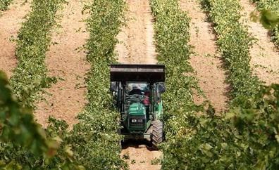 La edad media de los vitivinicultores en Castilla y León se sitúa como la quinta más alta de España con 64,1 años