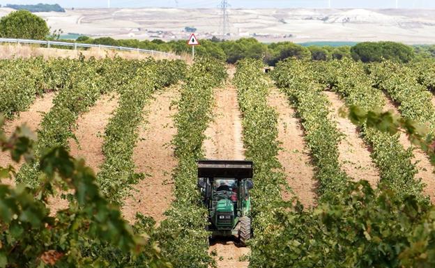 La edad media de los vitivinicultores en Castilla y León se sitúa como la quinta más alta de España con 64,1 años