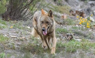 Asaja apoya la manifestación en Riaño contra el actual sistema de protección de lobo