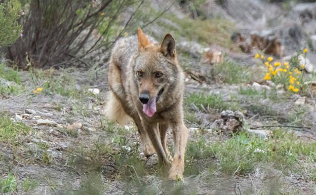 Asaja apoya la manifestación en Riaño contra el actual sistema de protección de lobo