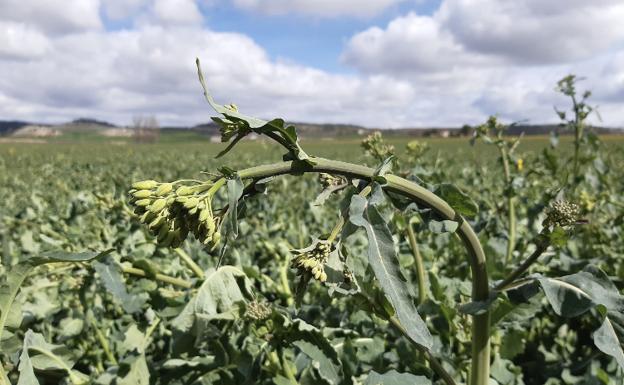 La Junta convoca las ayudas para la contratación de seguros agrarios