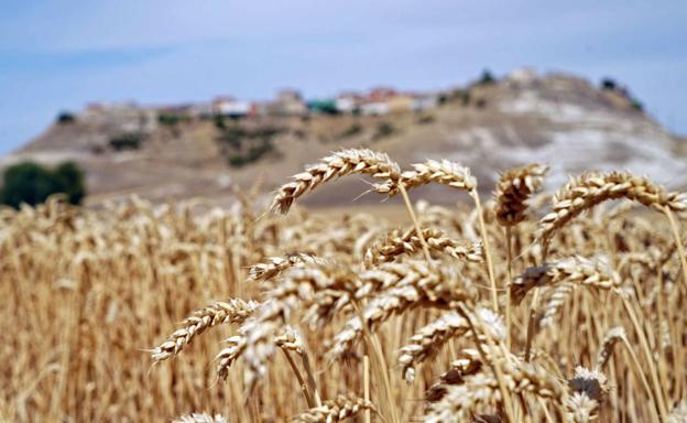 El cereal vuelve a coger impulso en la lonja de León