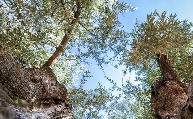 Así se cultiva el aceite de oliva ecológico de las estrellas