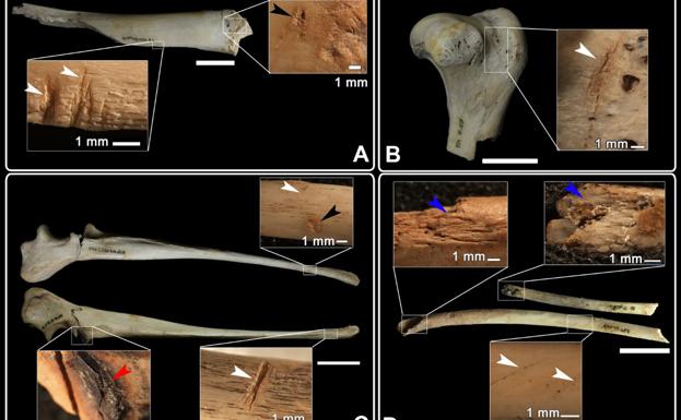 Nuestros antepasados comían perro hace 7.000 años