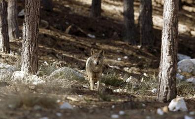 El PP pide al Congreso que vuelva a autorizar la caza de lobos