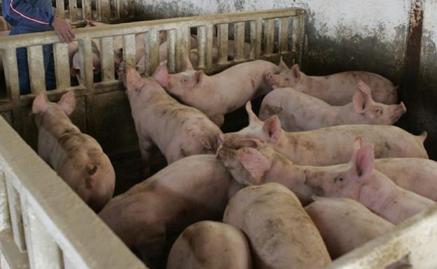 COAG exige la inclusión del porcino no integrado entre los sectores con ayudas a causa de la guerra