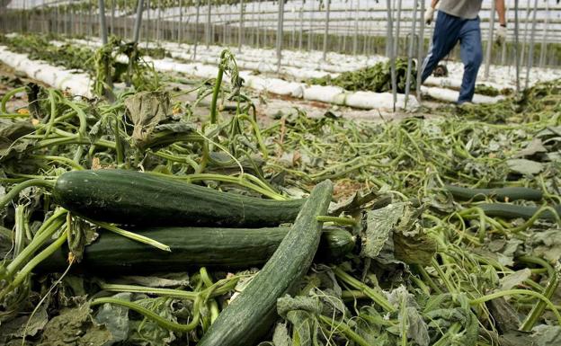 El precio del pepino se multiplica casi por ocho del campo a la mesa