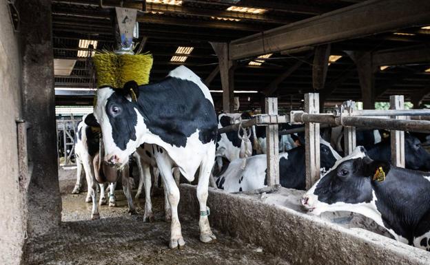 La leche de vaca vuelve a cotizar, con acuerdo, en la Lonja de León