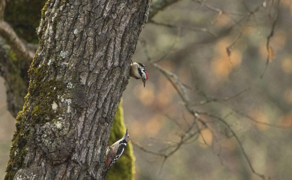 Los secretos del 'duende alado' que protege los bosques de roble
