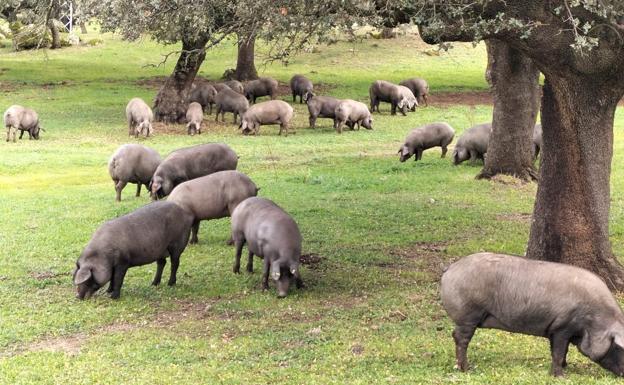 El sector cárnico cerró 2021 con un incremento del valor de las exportaciones del 5%