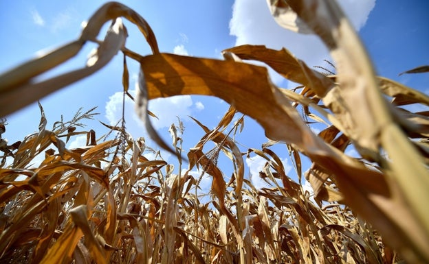 Los agricultores ponen cifra al cambio climático; 550 millones de euros al año