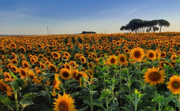 Asaja calcula que la superficie de girasol llegará a las 20.000 hectáreas en León