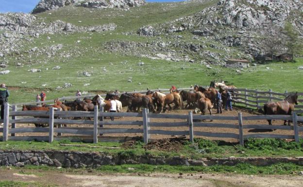 El Ayuntamiento de Mieres envía al Puerto de Pinos una cuadrilla de 35 vecinos para retener el ganado de Babia