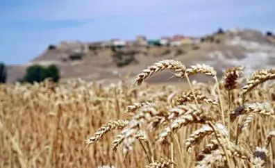 Incrementos en el precio del trigo y el maíz en la lonja de León