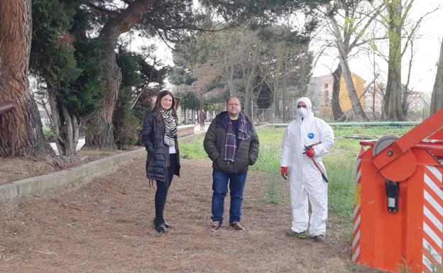 La Bañeza, 'en lucha' contra la procesionaria