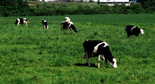 LA CUIDADA SELECCIÓN Y EL ORIGEN LOCAL DE LA LECHE, PILARES DEL ÉXITO DE LOS QUESOS DE ENTREPINARES